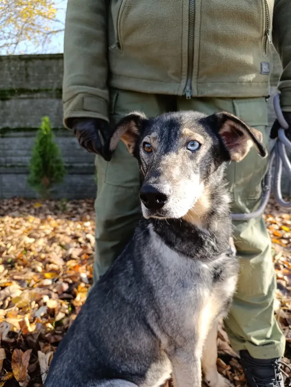 Pies do adopcji, Bełchatów, 2 września 2024 (4/5)