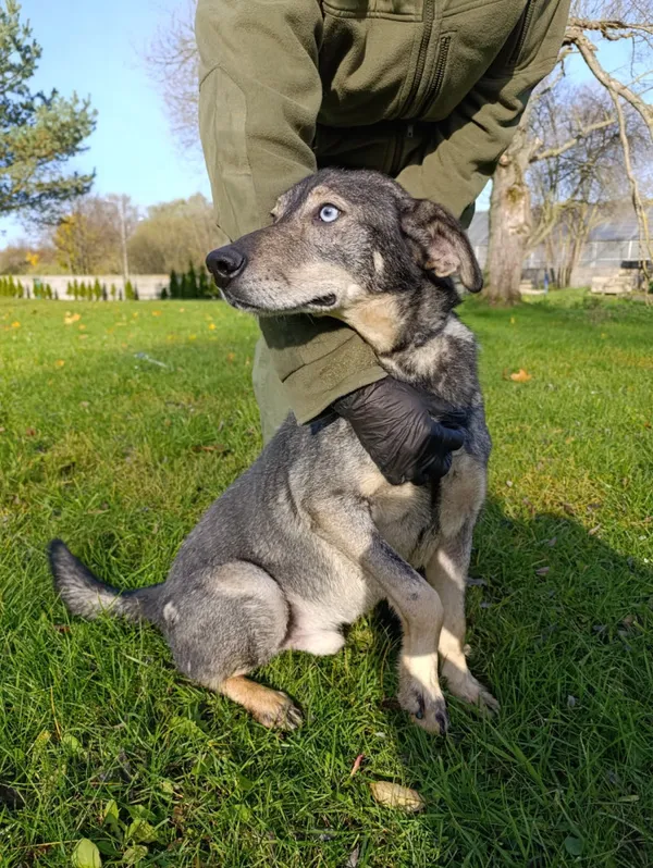 Pies do adopcji, Bełchatów, 2 września 2024 (5/5)