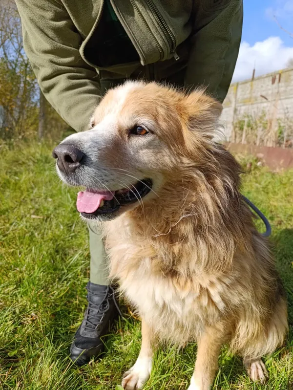 Pies do adopcji, Bełchatów, 9 lipca 2024 (2/5)