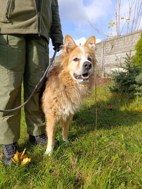 Pies do adopcji, Bełchatów, 9 lipca 2024 (3/5)