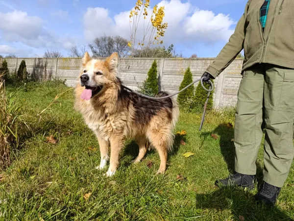 Pies do adopcji, Bełchatów, 9 lipca 2024 (4/5)