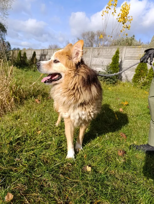 Pies do adopcji, Bełchatów, 9 lipca 2024 (5/5)