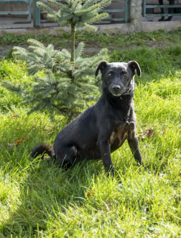 Pies do adopcji, Bełchatów, 21 października 2022 (1/4)