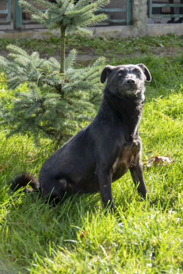 Pies do adopcji, Bełchatów, 21 października 2022 (2/4)