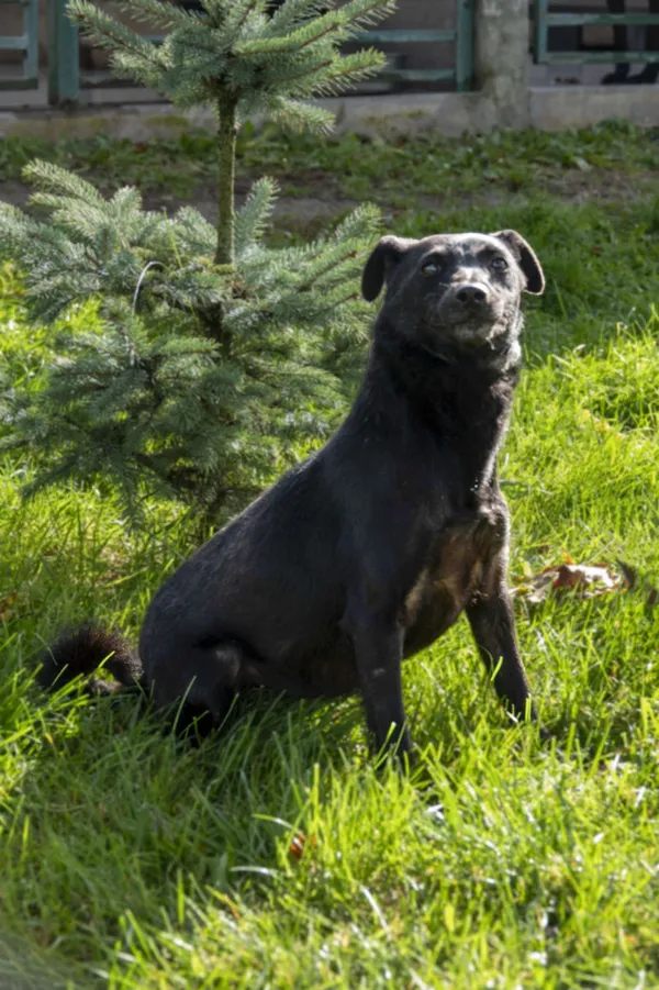 Pies do adopcji, Bełchatów, 21 października 2022 (4/4)