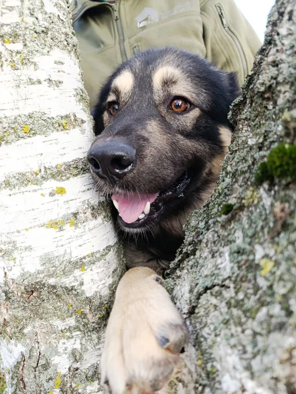 Pies do adopcji, Bełchatów, 12 września 2025 (2/5)