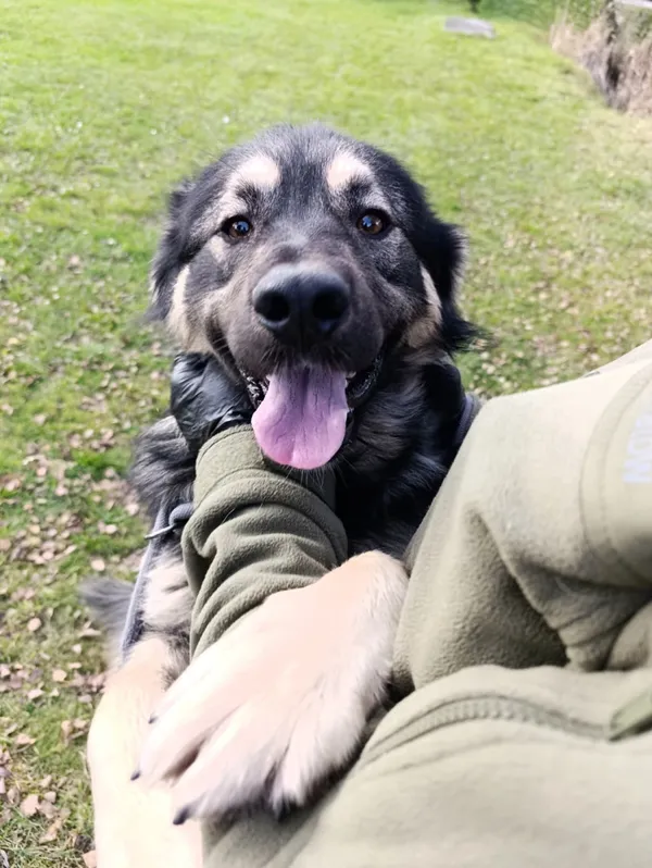 Pies do adopcji, Bełchatów, 12 września 2025 (4/5)