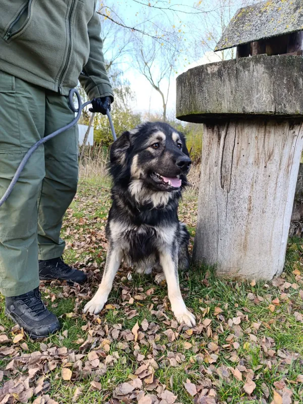 Pies do adopcji, Bełchatów, 12 września 2025 (5/5)