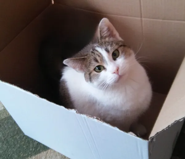 Zaginął kot, Białystok, Mickiewicza, 31 października 2025 (1/4)