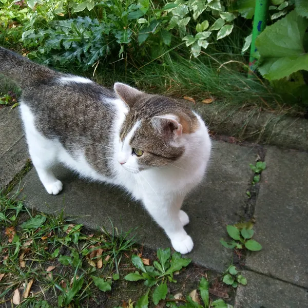 Zaginął kot, Białystok, Mickiewicza, 31 października 2025 (2/4)