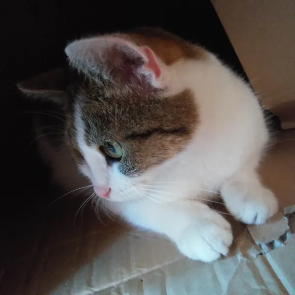 Zaginął kot, Białystok, Mickiewicza, 31 października 2025 (3/4)