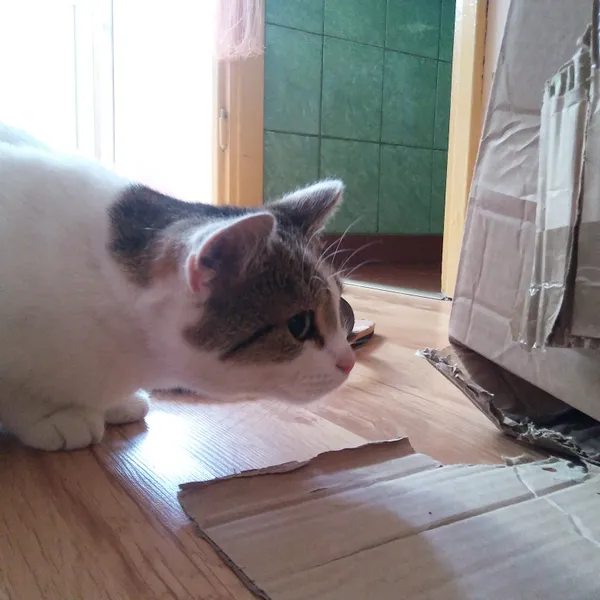 Zaginął kot, Białystok, Mickiewicza, 31 października 2025 (4/4)