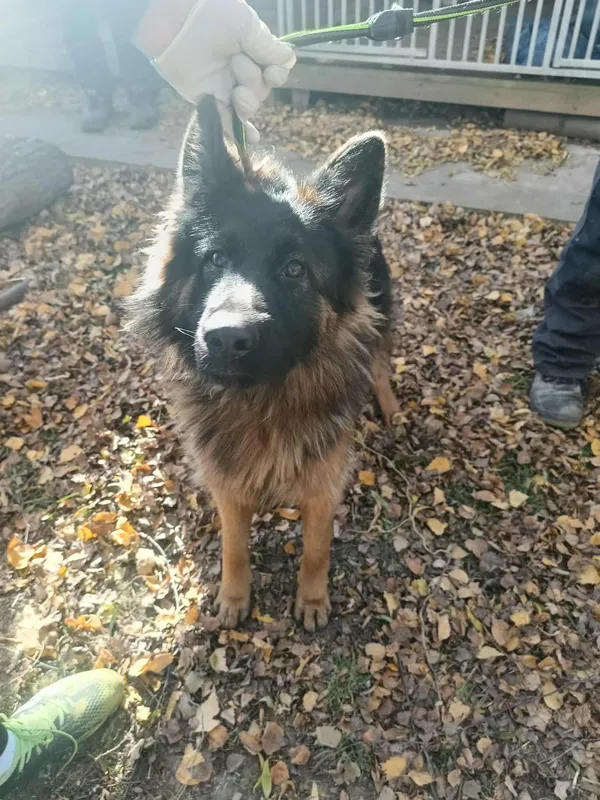 Pies do adopcji, Orzechowce, 31 października 2025 (1/5)