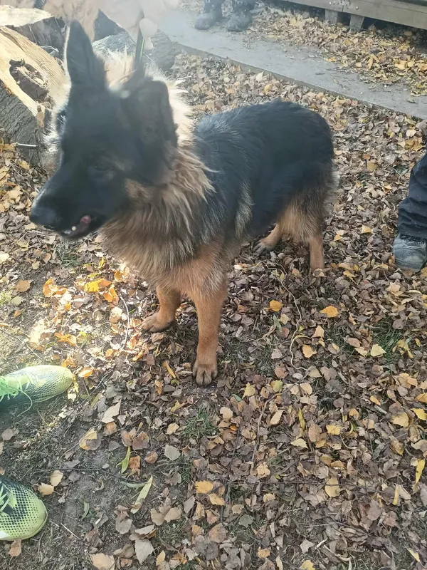 Pies do adopcji, Orzechowce, 31 października 2025 (2/5)