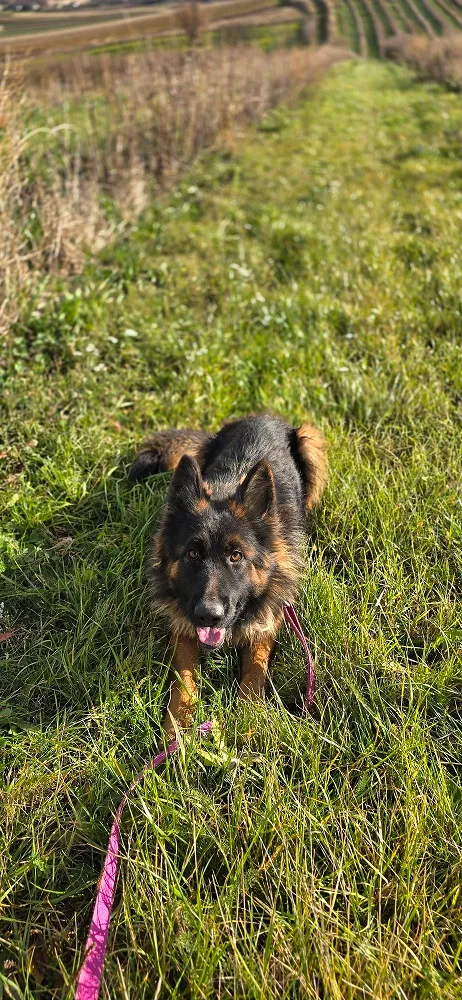 Pies do adopcji, Orzechowce, 31 października 2025 (5/5)