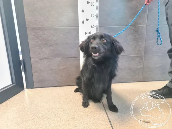 Znaleziono psa, Chełmek, 31 października 2025