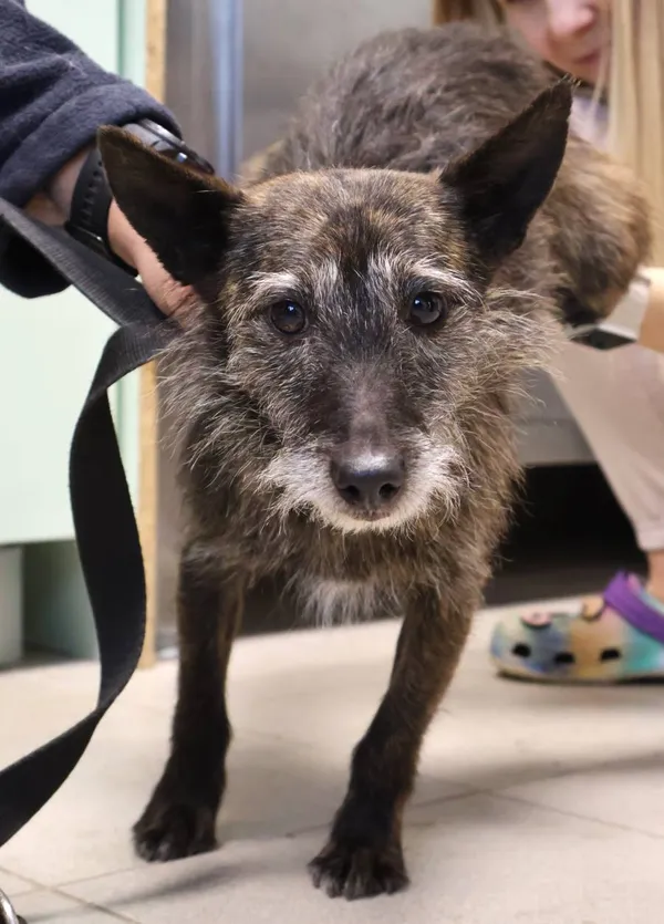 Znaleziono psa, Łódź, 31 października 2025 (2/5)