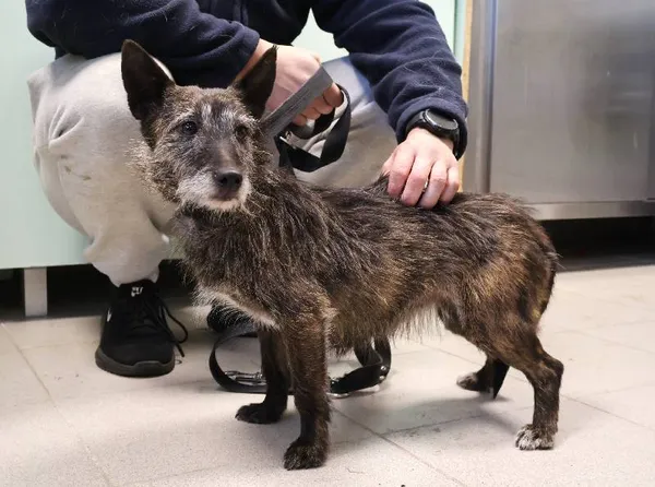 Znaleziono psa, Łódź, 31 października 2025 (5/5)