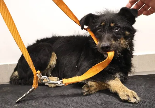 Znaleziono psa, Łódź, 31 października 2025 (1/4)