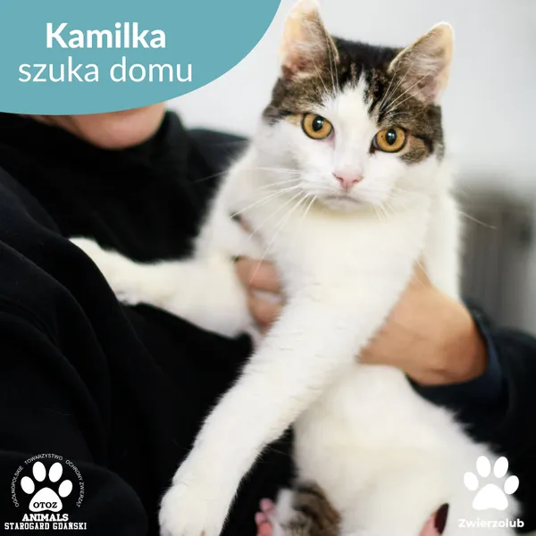 Kot do adopcji, Starogard Gdański, 31 października 2025 (1/3)