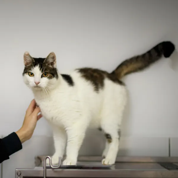 Kot do adopcji, Starogard Gdański, 31 października 2025 (2/3)