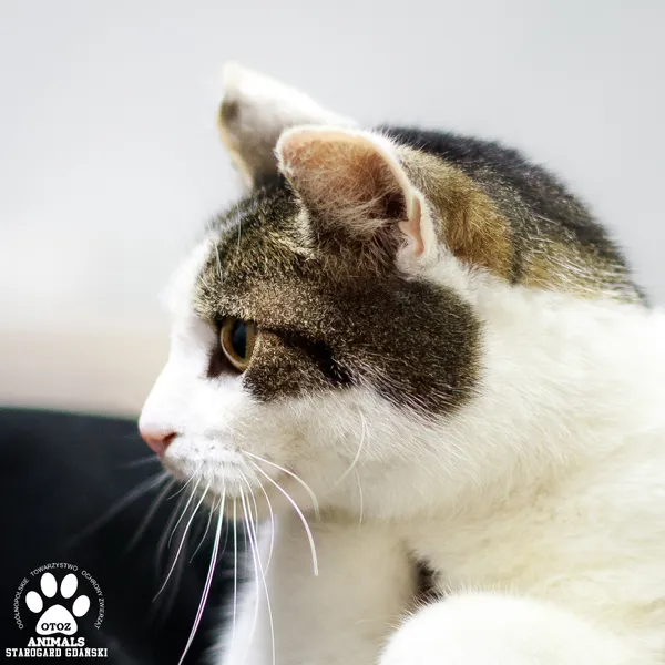 Kot do adopcji, Starogard Gdański, 31 października 2025 (3/3)
