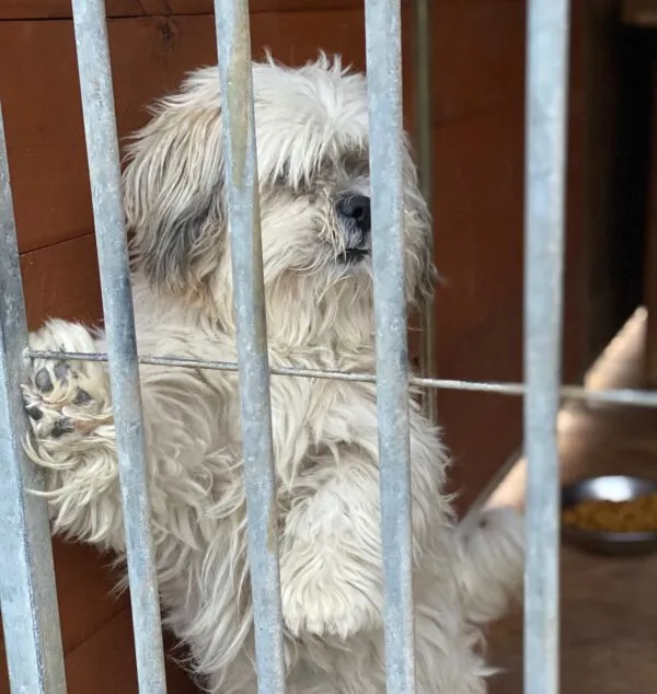 Pies do adopcji, Głowno, 31 października 2025 (1/4)