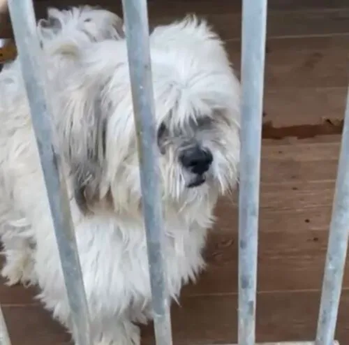 Pies do adopcji, Głowno, 31 października 2025 (4/4)