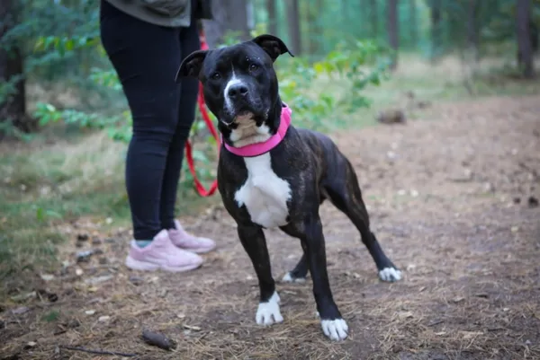 Pies do adopcji, Piła, 8 września 2025 (1/4)