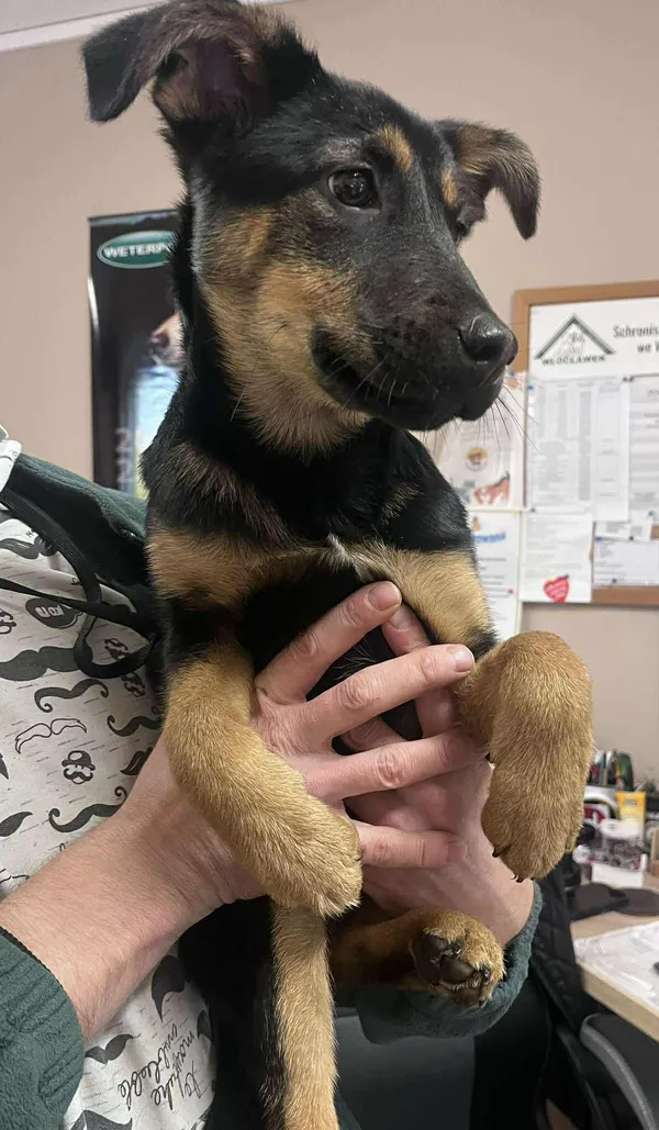 Pies do adopcji, Włocławek, 31 października 2025 (4/4)