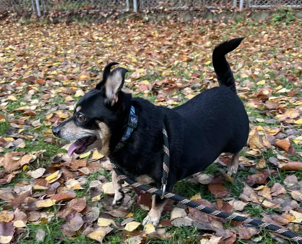 Pies do adopcji, Włocławek, 30 października 2025 (4/5)