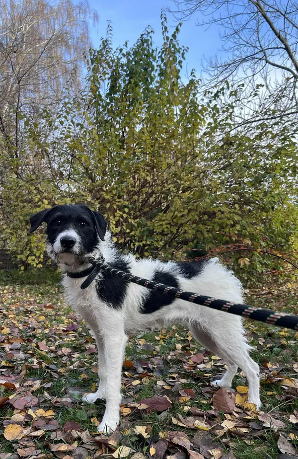 Pies do adopcji, Włocławek, 30 października 2025 (1/5)