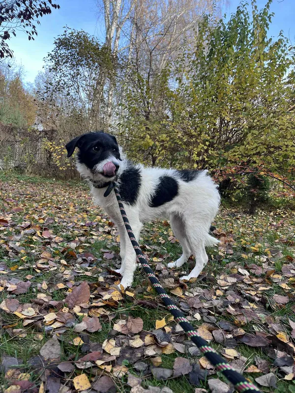 Pies do adopcji, Włocławek, 30 października 2025 (2/5)