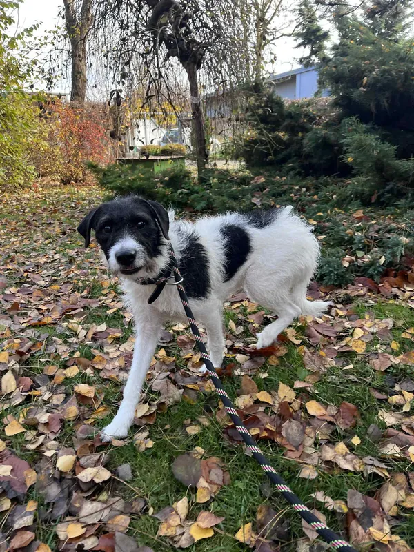 Pies do adopcji, Włocławek, 30 października 2025 (3/5)