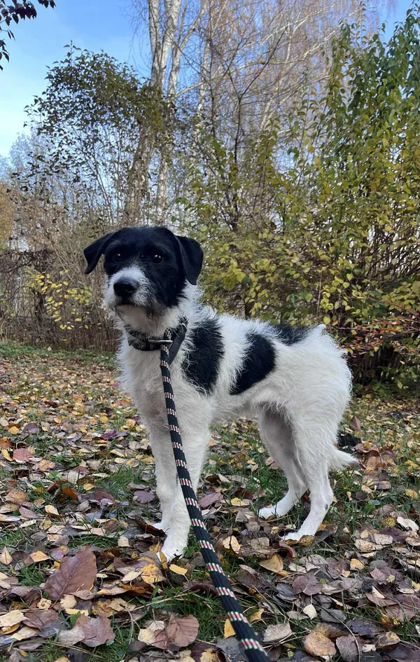 Pies do adopcji, Włocławek, 30 października 2025 (4/5)