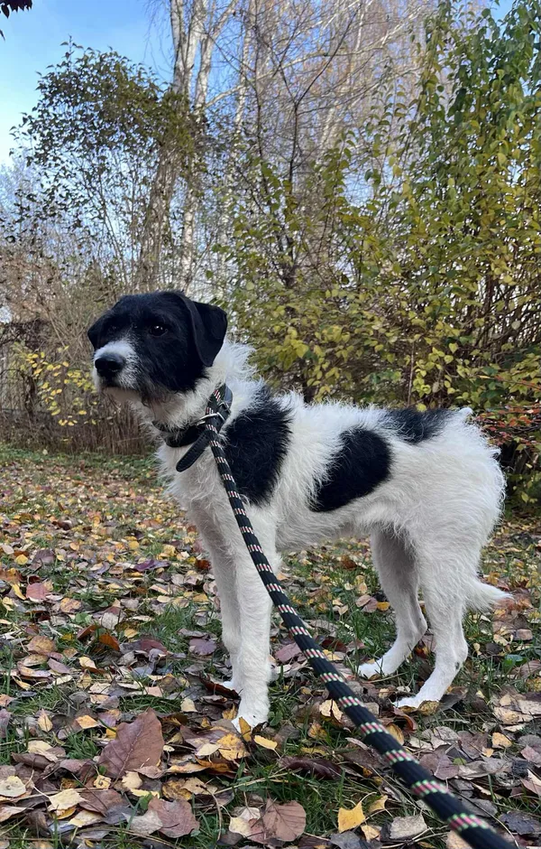 Pies do adopcji, Włocławek, 30 października 2025 (5/5)