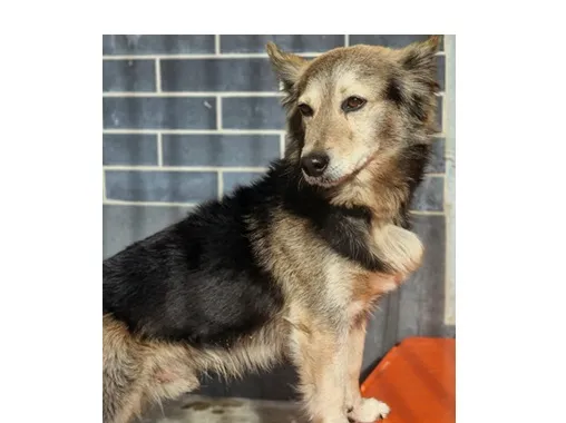 Pies do adopcji, Wrocław, 29 października 2025