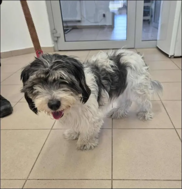 Znaleziono psa, Grudziądz, 31 października 2025