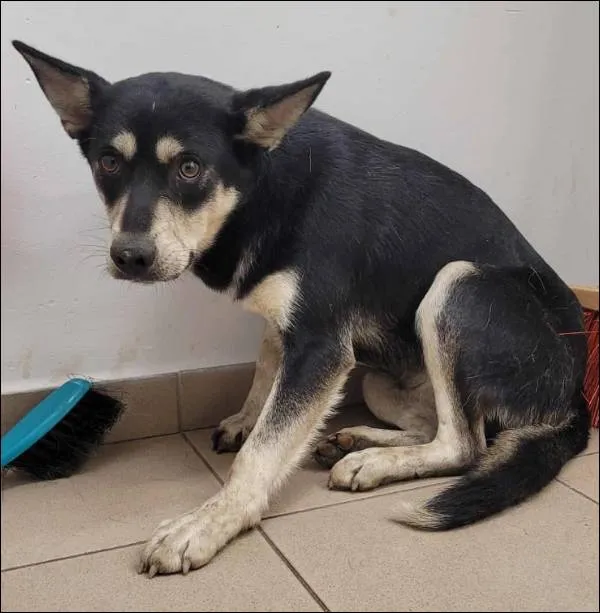 Znaleziono psa, Grudziądz, 30 października 2025