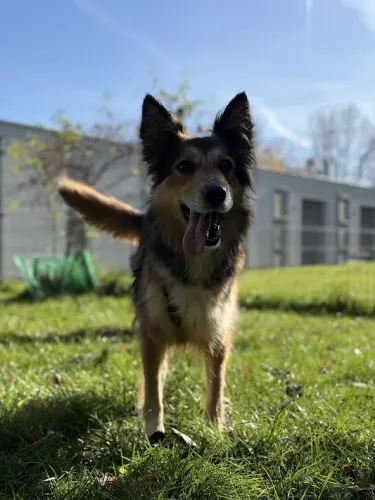 Pies do adopcji, Kraków, 4 września 2025 (1/4)