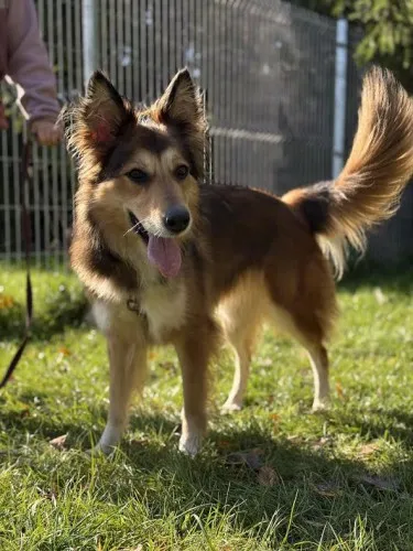 Pies do adopcji, Kraków, 4 września 2025 (2/4)