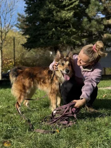 Pies do adopcji, Kraków, 4 września 2025 (4/4)