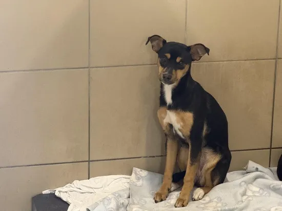 Pies do adopcji, Kraków, 17 października 2025