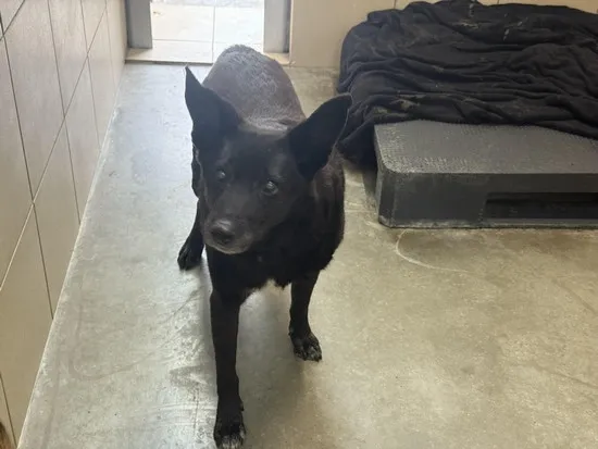 Pies do adopcji, Kraków, 17 października 2025