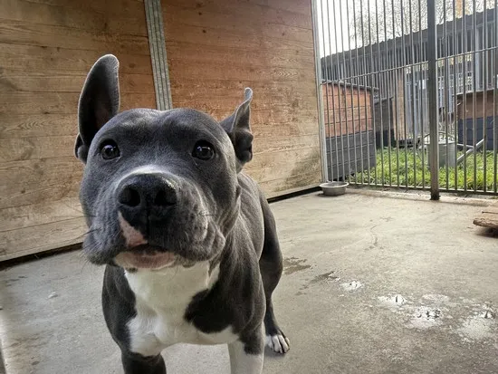 Pies do adopcji, Kraków, 17 października 2025