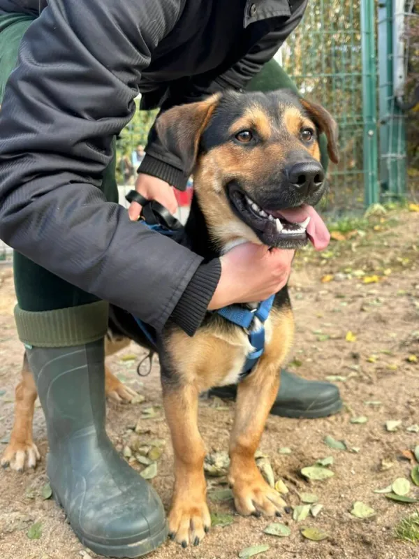 Pies do adopcji, Przyborówko, 31 października 2025 (2/3)