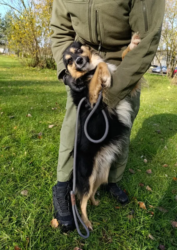 Pies do adopcji, Bełchatów, 13 lipca 2025 (1/5)