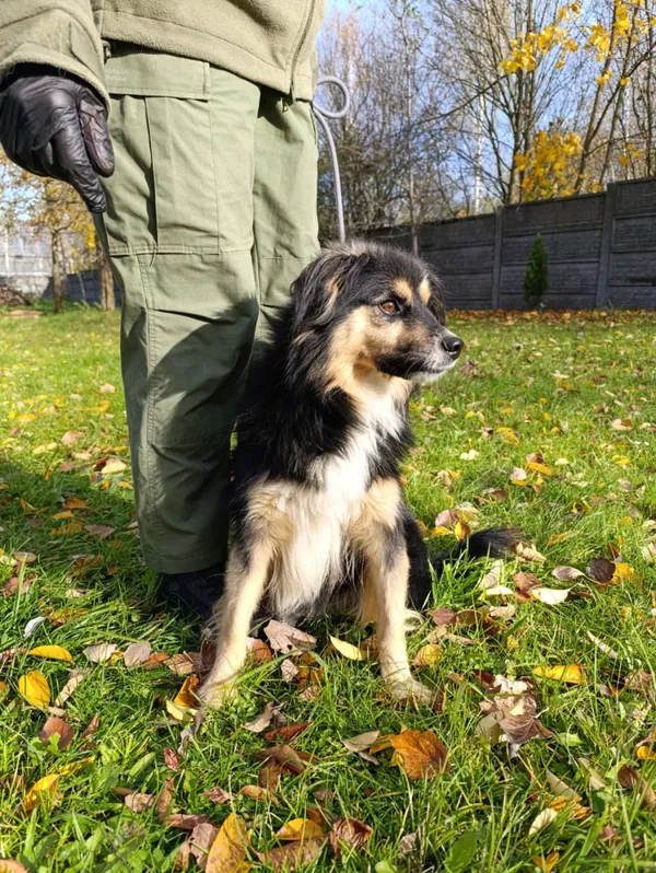 Pies do adopcji, Bełchatów, 13 lipca 2025 (3/5)