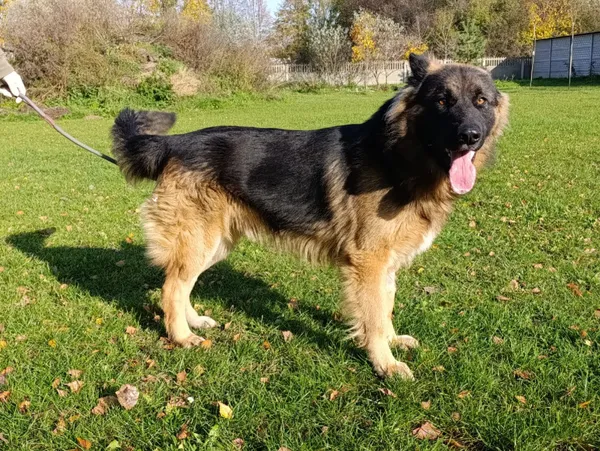 Pies do adopcji, Bełchatów, 16 września 2025 (1/5)