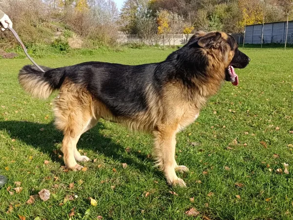 Pies do adopcji, Bełchatów, 16 września 2025 (4/5)